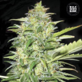 Auto Lime Skunk - BULK SEED BANK