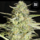 Auto Loveryder - BULK SEED BANK | TanieSianie.pl