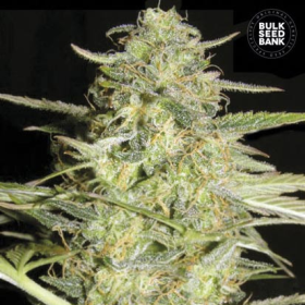 Auto Loveryder - BULK SEED BANK | TanieSianie.pl