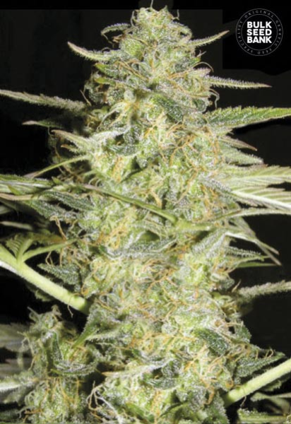 Auto Loveryder - BULK SEED BANK | TanieSianie.pl