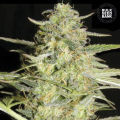 Auto Loveryder - BULK SEED BANK