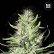 Auto Mazar Extra - BULK SEED BANK | TanieSianie.pl