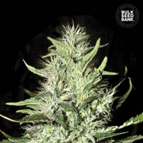 Auto Mazar Extra - BULK SEED BANK | TanieSianie.pl