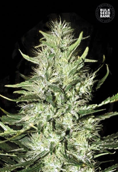 Auto Mazar Extra - BULK SEED BANK | TanieSianie.pl