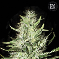 Auto Mazar Extra - BULK SEED BANK