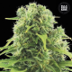 Auto Northern Light - BULK SEED BANK | TanieSianie.pl