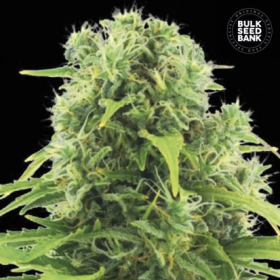 Auto Northern Light - BULK SEED BANK | TanieSianie.pl