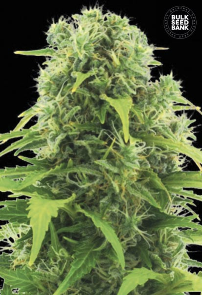 Auto Northern Light - BULK SEED BANK | TanieSianie.pl