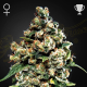 Jack Herer - GREEN HOUSE SEEDS | TanieSianie.pl