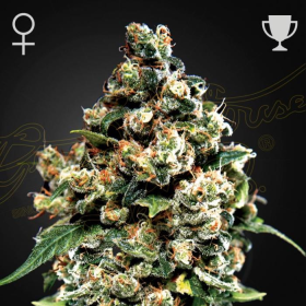 Jack Herer - GREEN HOUSE SEEDS | TanieSianie.pl