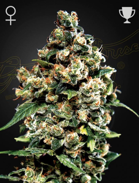 Jack Herer - GREEN HOUSE SEEDS | TanieSianie.pl