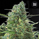 Auto NBA Diesel - BULK SEED BANK | TanieSianie.pl
