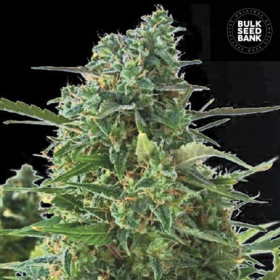 Auto NBA Diesel - BULK SEED BANK | TanieSianie.pl