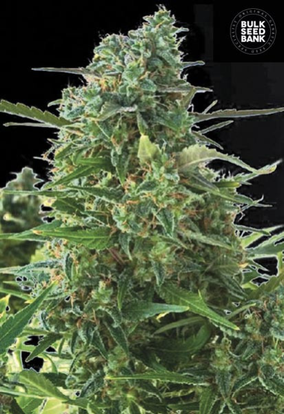 Auto NBA Diesel - BULK SEED BANK | TanieSianie.pl