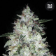 Auto OG Kush - BULK SEED BANK | TanieSianie.pl