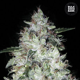 Auto OG Kush - BULK SEED BANK | TanieSianie.pl