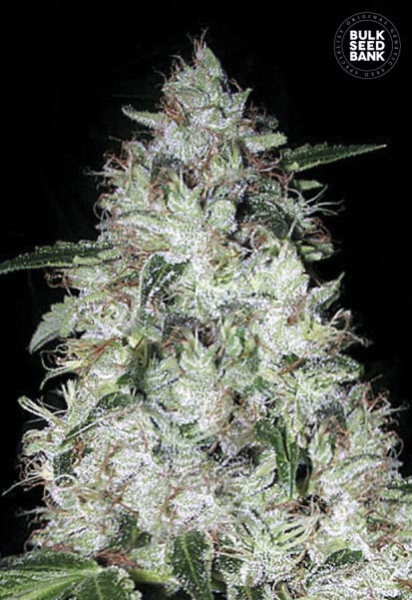 Auto OG Kush - BULK SEED BANK | TanieSianie.pl