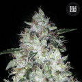 Auto OG Kush - BULK SEED BANK