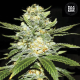 Auto Perfect Power Plant - BULK SEED BANK
