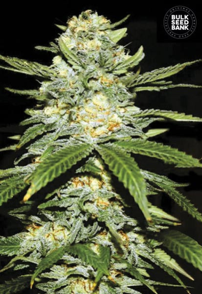Auto Perfect Power Plant - BULK SEED BANK