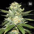 Auto Perfect Power Plant - BULK SEED BANK