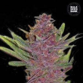 Auto Purple Glam Kush - BULK SEED BANK | TanieSianie.pl