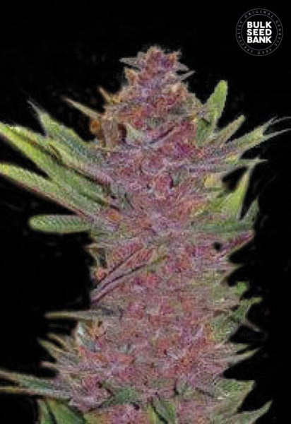 Auto Purple Glam Kush - BULK SEED BANK | TanieSianie.pl