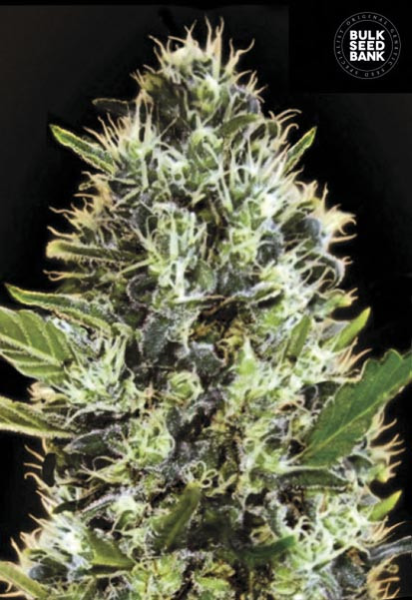 Auto Sunmango - BULK SEED BANK