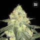 Auto Sour Diesel - BULK SEED BANK | TanieSianie.pl