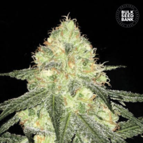 Auto Sour Diesel - BULK SEED BANK | TanieSianie.pl