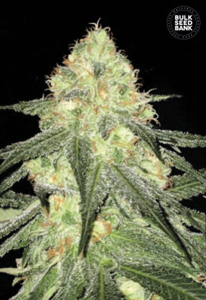 Auto Sour Diesel - BULK SEED BANK | TanieSianie.pl