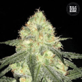 Auto Sour Diesel - BULK SEED BANK