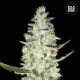 Auto Special Skunk - BULK SEED BANK | TanieSianie.pl