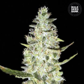 Auto Special Skunk - BULK SEED BANK | TanieSianie.pl