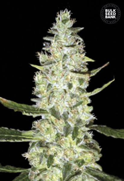 Auto Special Skunk - BULK SEED BANK | TanieSianie.pl