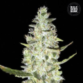 Auto Special Skunk - BULK SEED BANK
