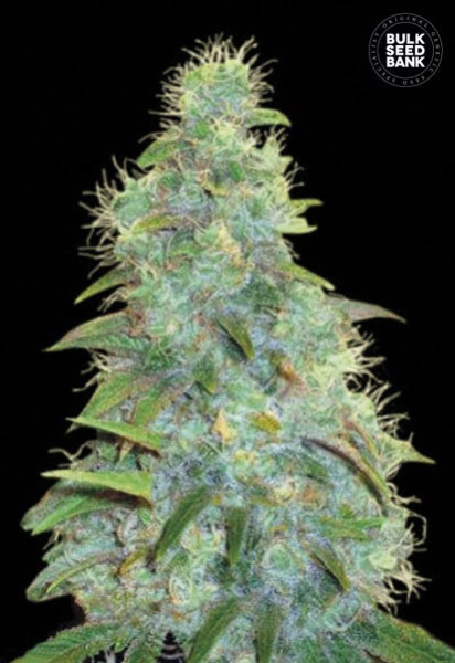 Auto Sweet Tooth - BULK SEED BANK | TanieSianie.pl