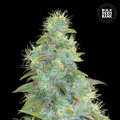 Auto Sweet Tooth - BULK SEED BANK