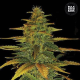 Auto Wild Dwarf - BULK SEED BANK | TanieSianie.pl