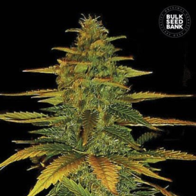 Auto Wild Dwarf - BULK SEED BANK | TanieSianie.pl