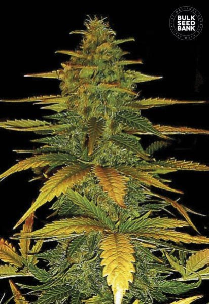 Auto Wild Dwarf - BULK SEED BANK | TanieSianie.pl