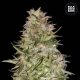 Auto White Prussian - BULK SEED BANK | TanieSianie.pl