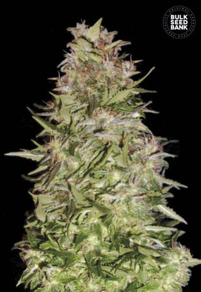 Auto White Prussian - BULK SEED BANK | TanieSianie.pl