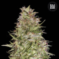 Auto White Prussian - BULK SEED BANK
