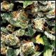 Jack Herer - GREEN HOUSE SEEDS | TanieSianie.pl