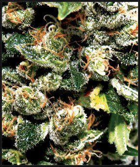 Jack Herer - GREEN HOUSE SEEDS | TanieSianie.pl