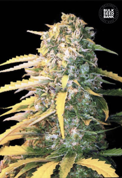 Auto White Widow - BULK SEED BANK | TanieSianie.pl