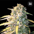 Auto White Widow - BULK SEED BANK