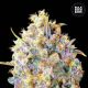Bigger Bud - BULK SEED BANK | TanieSianie.pl