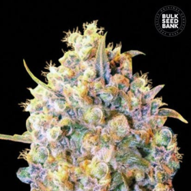 Bigger Bud - BULK SEED BANK | TanieSianie.pl